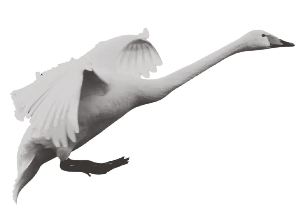 Witte zwaan in vlucht met gespreide vleugels, symbool voor vrijheid en de brede mogelijkheden van een talenopleiding